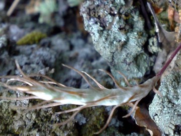 Petrosedum tenuifolium  (=Sedum amplexicaule subsp. tenuifolium)